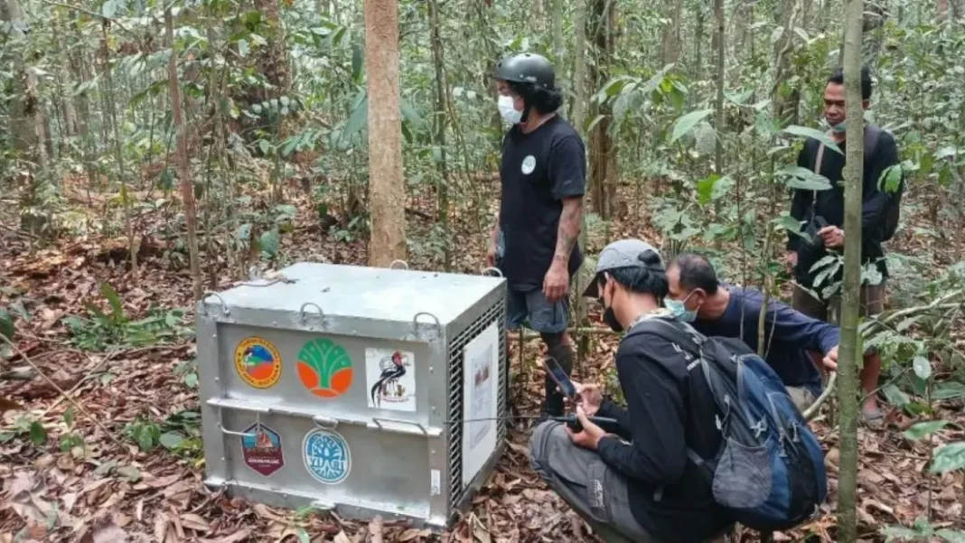 Delapan Orangutan Kalimantan Diselamatkan dari Karhutla Dilepasliarkan